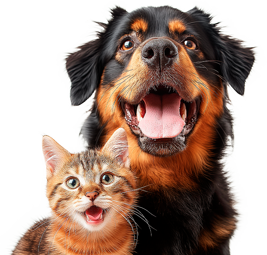 Cachorro e gato felizes — atendimento veterinário CEVET
