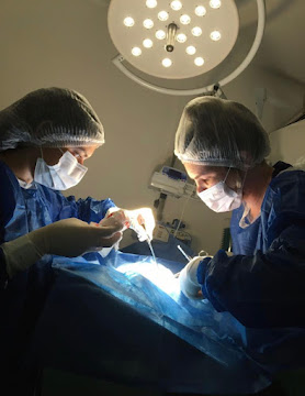 Equipe da CEVET durante procedimento cirúrgico veterinário